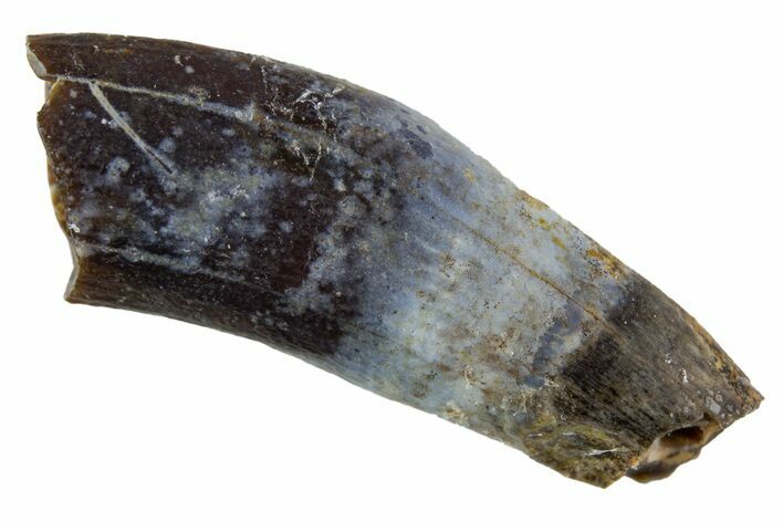 Cretaceous Fossil Mammal Partial Tooth - Montana #341222